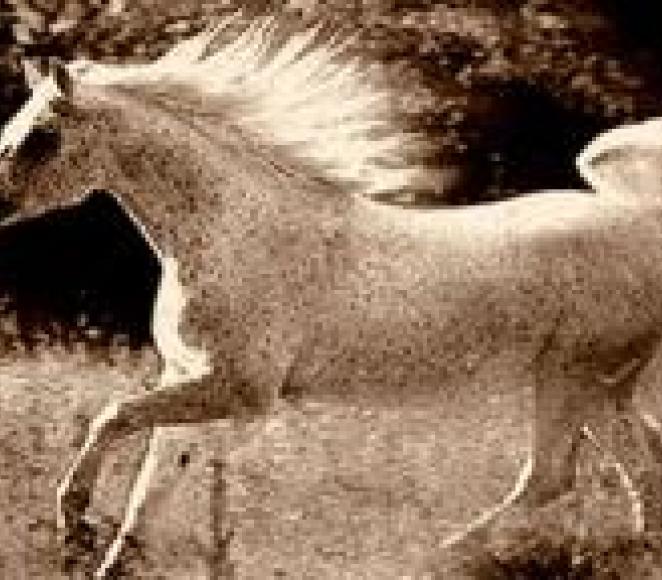 Image d'un cheval